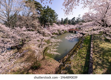 Cherry Blossoms In Full Bloom In Hirosaki Castle Park.