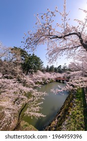 Cherry Blossoms In Full Bloom In Hirosaki Castle Park.