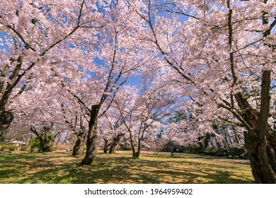 Cherry Blossoms In Full Bloom In Hirosaki Castle Park.