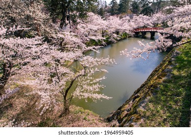 Cherry Blossoms In Full Bloom In Hirosaki Castle Park.