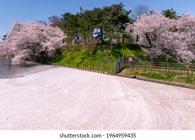 Cherry Blossoms In Full Bloom In Hirosaki Castle Park.