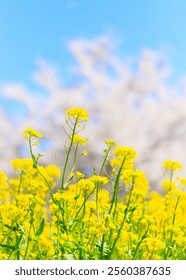 Cherry blossoms in full bloom and rape blossoms	