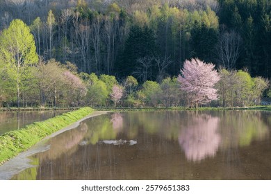 Cherry blossoms in full bloom reflected in the spring paddy fields filled with water

