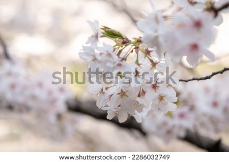 Cherry blossoms in full bloom. A scene of spring time in Japan. Yoshino cherry tree.