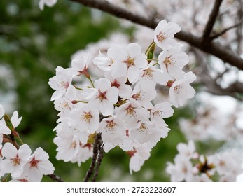 Cherry blossoms in full bloom in spring