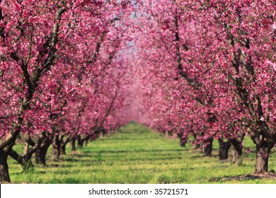Cherry blossoms in full bloom in spring