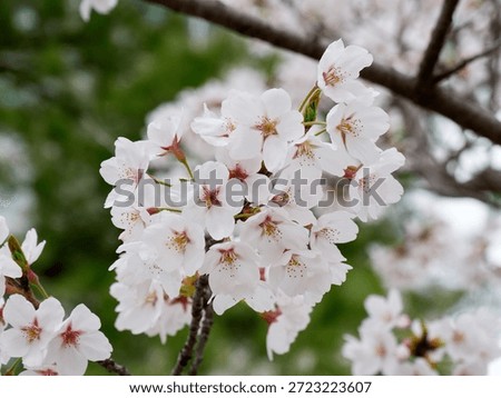 Cherry blossoms in full bloom in spring
