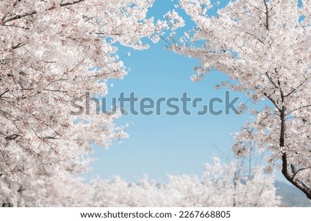 Similar – Image, Stock Photo Cherry blossom in full splendor