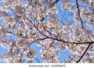the cherry blossoms is a harbinger of spring  - Shutterstock ID 2146906675