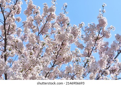 the cherry blossoms is a harbinger of spring  - Shutterstock ID 2146906693