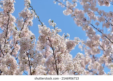 the cherry blossoms is a harbinger of spring  - Shutterstock ID 2146906713