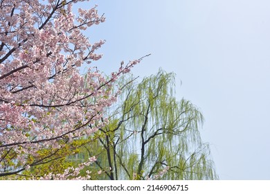 the cherry blossoms is a harbinger of spring  - Shutterstock ID 2146906715