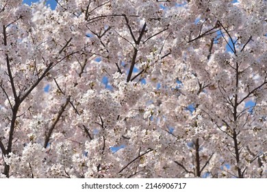 the cherry blossoms is a harbinger of spring  - Shutterstock ID 2146906717
