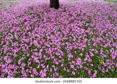 The cherry blossoms have fallen and are spreading across the ground.
This cherry blossom is called "Satozakura" in Japan.
Scientific name is Cerasus lannesiana Carriere. - Powered by Shutterstock