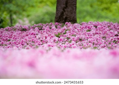 The cherry blossoms have fallen and are spreading across the ground.
This cherry blossom is called "Satozakura" in Japan.
Scientific name is Cerasus lannesiana Carriere. - Powered by Shutterstock