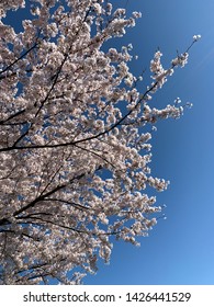 Cherry blossoms in Himeji Castle, cherry blossoms in Shinsho post town