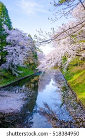 Cherry Blossoms, Hirosaki Castle Park, Aomori, Japan