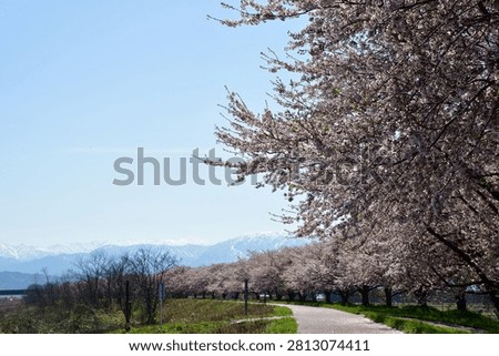 Cherry Blossoms and the Iide Mountain Range at Kajikawa Flood Control Memorial Park in Shibata, Niigata, Japan