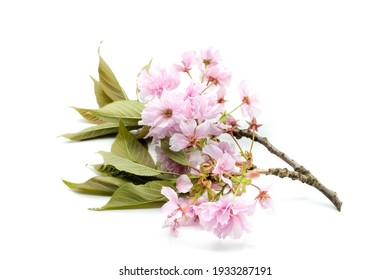 Cherry Blossoms Isolated On White Background
