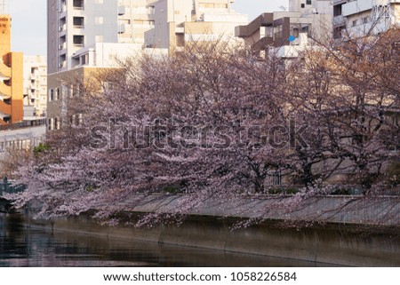 Similar – Foto Bild Sakura #7 Farbfoto