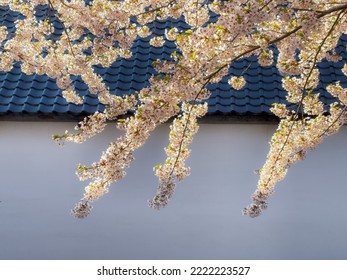 Cherry Blossoms And Japanese Style House