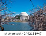 Cherry Blossoms at Jefferson Memorial along Tidal Basin, Washington DC