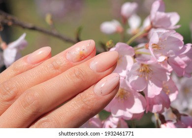 Cherry Blossoms 