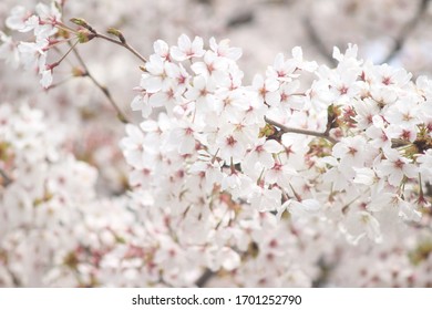 cherry blossoms in korea with old lens(minolta)