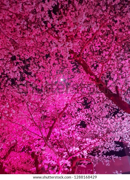 The cherry blossoms in\
Korea are pink because of the light, and the light in the middle is\
the moon.