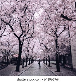 Cherry blossoms in Kyoto, Japan and a person walking