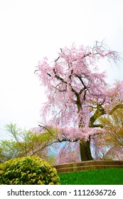 Cherry Blossom Bush Drawing By Watercolor Stock Illustration 300293900