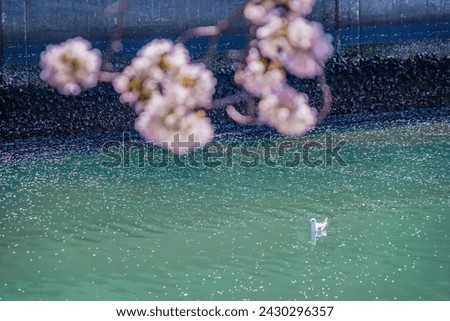 Cherry blossoms and lake swan in Minami -ku, Yokohama