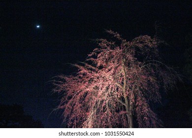 Cherry Blossoms in the light at night