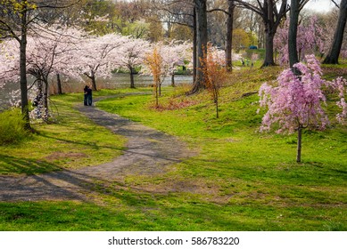 Cherry Blossoms Line The Path In Branchbrook Park During Spring In Essex County NJ.