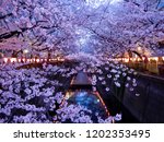Cherry Blossoms of Meguro River, Tokyo, Japan