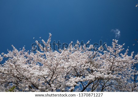 Similar – Image, Stock Photo When cherries dance.