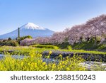 Cherry blossoms and Mt.Fuji at Ryuganbuchi in Fuji City, Shizuoka Prefecture