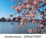 Cherry blossoms at the national mall in Washington DC overlooking the Jefferson memorial and boaters