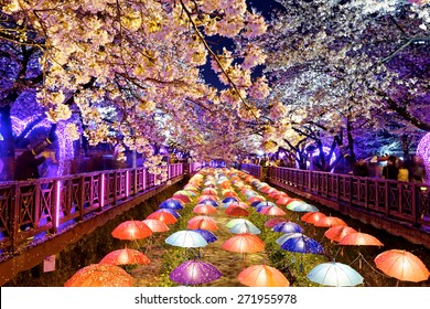 cherry blossoms at night, busan city in south korea