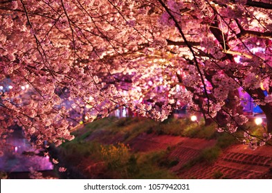 最高のイラスト画像 最高の夜桜 フリー 素材