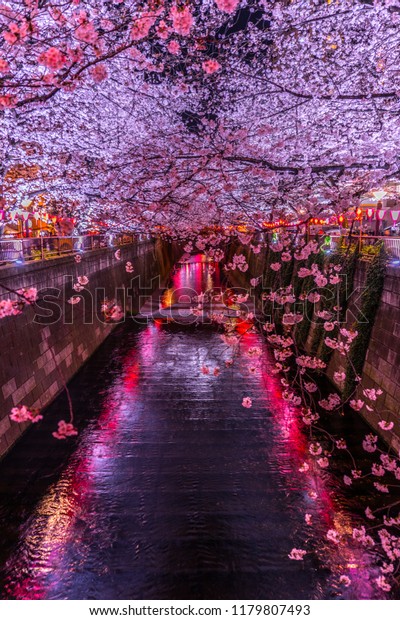 Cherry Blossoms Night Nakameguro Meguro River Stock Photo (Edit Now ...