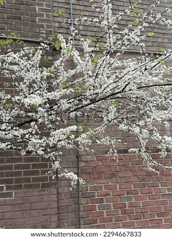 Cherry blossoms in NYC during spring season.