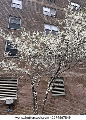 Cherry blossoms in NYC during spring season.