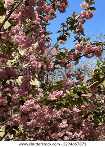 Cherry blossoms in NYC during spring season.