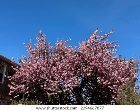 Cherry blossoms in NYC during spring season.