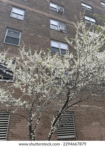 Cherry blossoms in NYC during spring season.