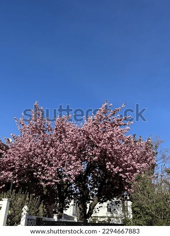 Cherry blossoms in NYC during spring season.