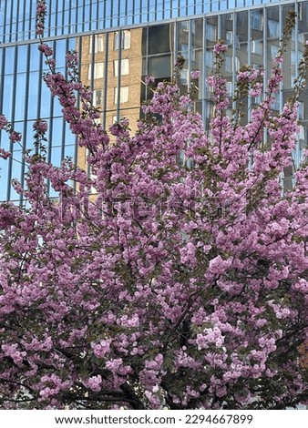 Cherry blossoms in NYC during spring season.