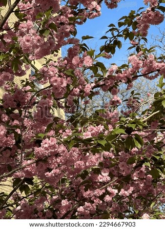 Cherry blossoms in NYC during spring season.