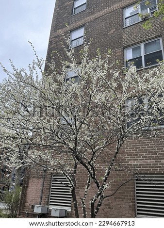 Cherry blossoms in NYC during spring season.